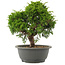 Juniperus chinensis Itoigawa, 26 cm, ± 15 years old