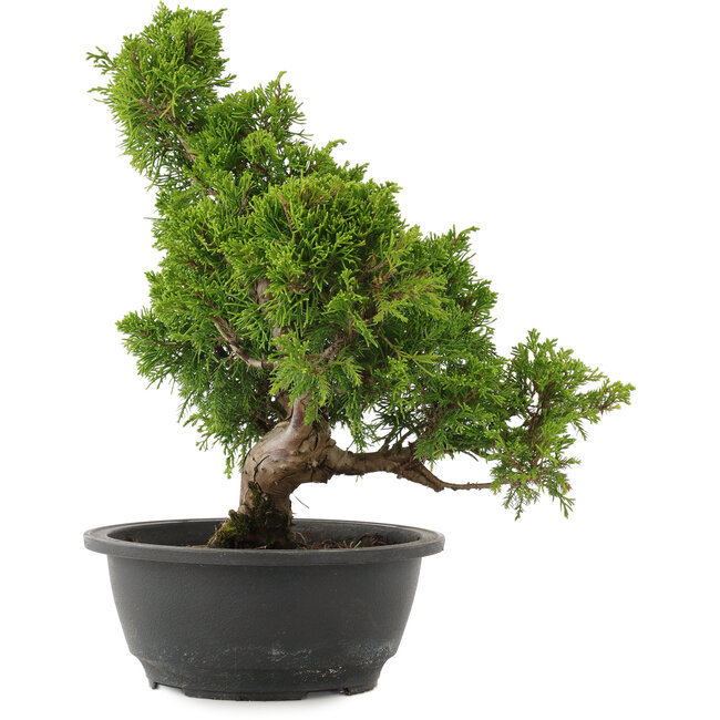Juniperus chinensis Itoigawa, 31,5 cm, ± 15 years old
