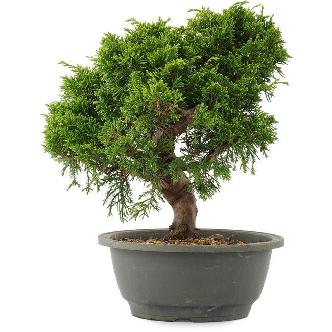 Juniperus chinensis Itoigawa, 26 cm, ± 15 años