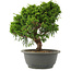 Juniperus chinensis Itoigawa, 26 cm, ± 15 ans