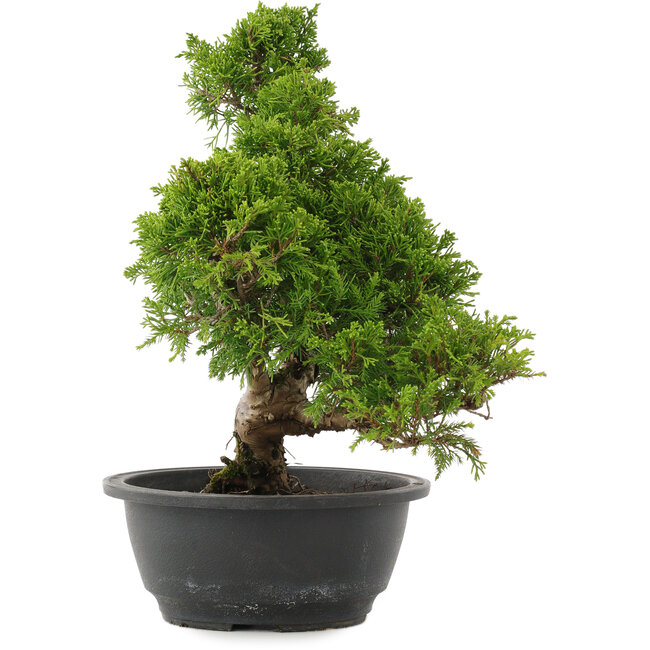 Juniperus chinensis Itoigawa, 31,5 cm, ± 15 años