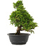 Juniperus chinensis Itoigawa, 31,5 cm, ± 15 years old