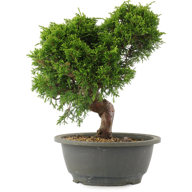 Juniperus chinensis Itoigawa, 26 cm, ± 15 años