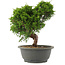 Juniperus chinensis Itoigawa, 26 cm, ± 15 years old