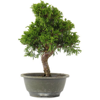 Juniperus chinensis Itoigawa, 31 cm, ± 15 jaar oud