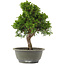Juniperus chinensis Itoigawa, 31 cm, ± 15 jaar oud