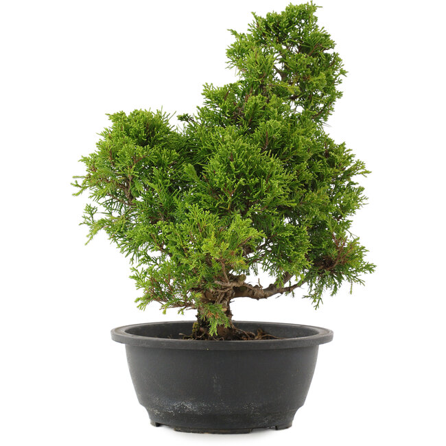 Juniperus chinensis Itoigawa, 31,5 cm, ± 15 Jahre alt