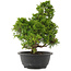 Juniperus chinensis Itoigawa, 31,5 cm, ± 15 years old