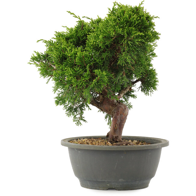 Juniperus chinensis Itoigawa, 26 cm, ± 15 años