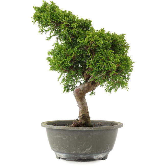 Juniperus chinensis Itoigawa, 31 cm, ± 15 ans