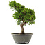 Juniperus chinensis Itoigawa, 31 cm, ± 15 jaar oud