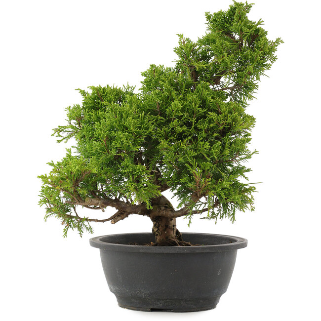 Juniperus chinensis Itoigawa, 31,5 cm, ± 15 anni