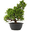Juniperus chinensis Itoigawa, 31,5 cm, ± 15 ans