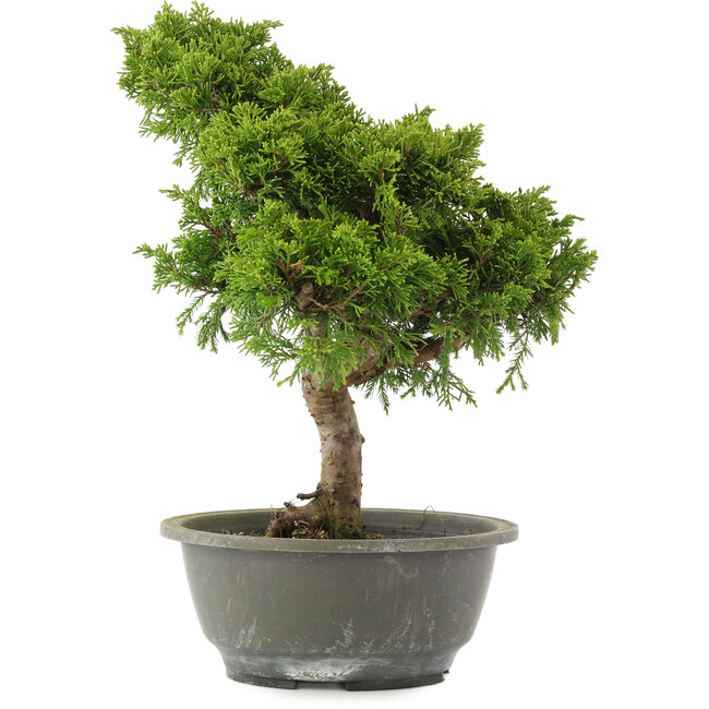 Juniperus chinensis Itoigawa, 31 cm, ± 15 años