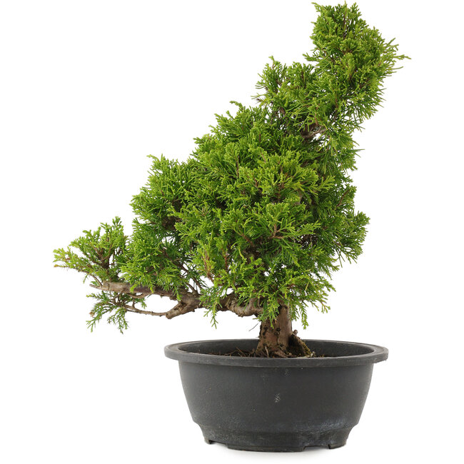 Juniperus chinensis Itoigawa, 31,5 cm, ± 15 años