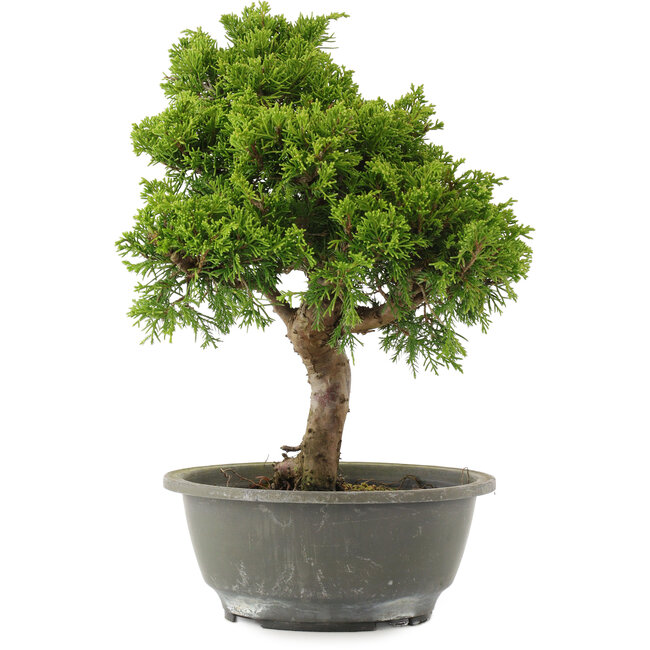 Juniperus chinensis Itoigawa, 31 cm, ± 15 años
