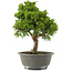 Juniperus chinensis Itoigawa, 31 cm, ± 15 jaar oud