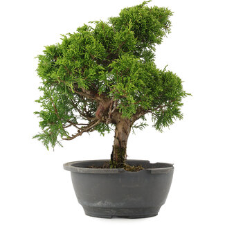 Juniperus chinensis Itoigawa, 31 cm, ± 15 jaar oud