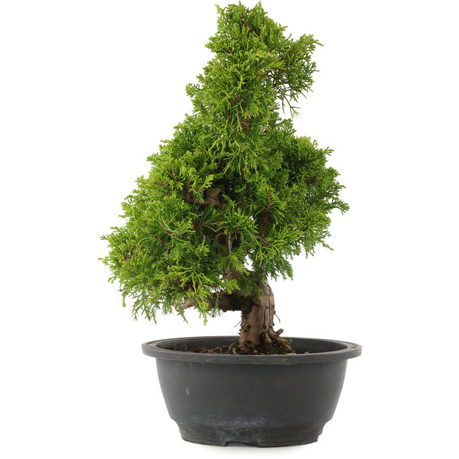 Juniperus chinensis Itoigawa, 31,5 cm, ± 15 ans