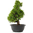 Juniperus chinensis Itoigawa, 31,5 cm, ± 15 ans