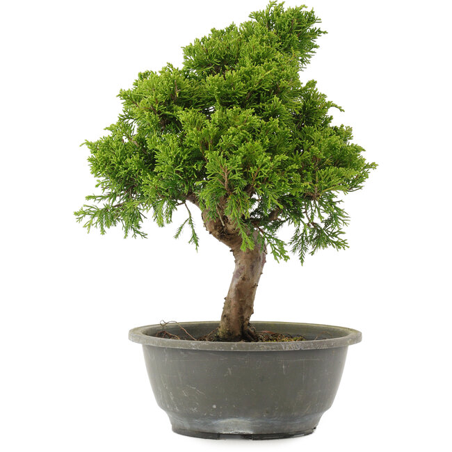 Juniperus chinensis Itoigawa, 31 cm, ± 15 anni