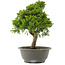 Juniperus chinensis Itoigawa, 31 cm, ± 15 jaar oud