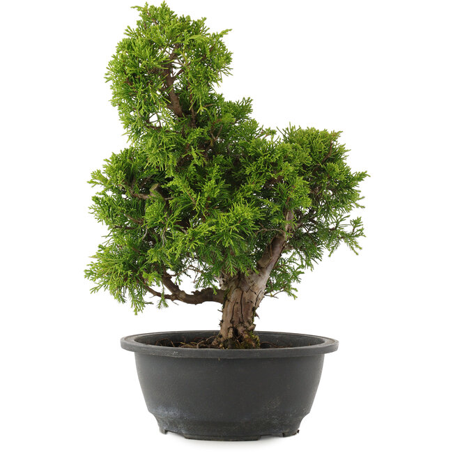 Juniperus chinensis Itoigawa, 31,5 cm, ± 15 Jahre alt