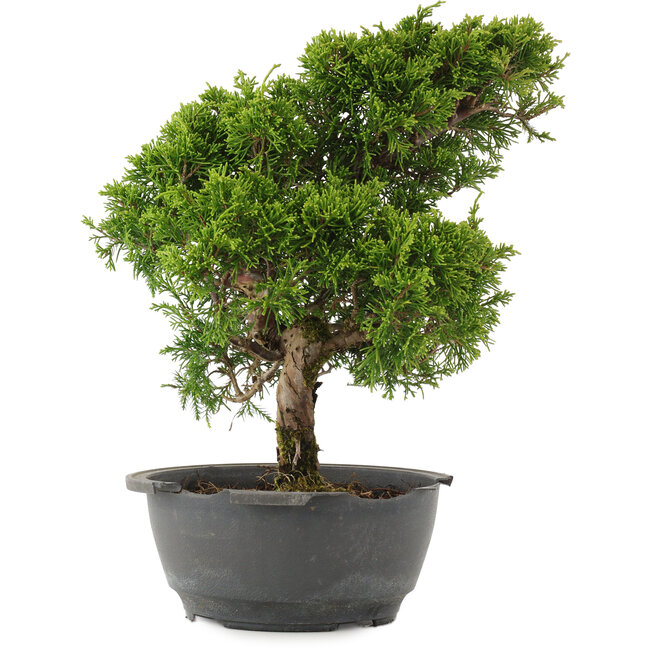 Juniperus chinensis Itoigawa, 31 cm, ± 15 ans