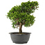 Juniperus chinensis Itoigawa, 31 cm, ± 15 jaar oud