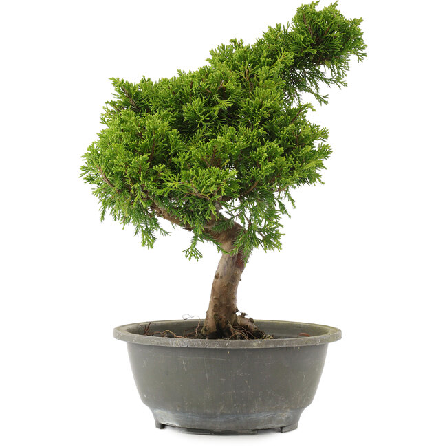 Juniperus chinensis Itoigawa, 31 cm, ± 15 ans