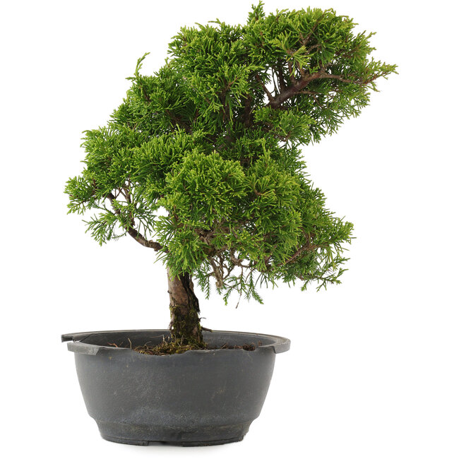 Juniperus chinensis Itoigawa, 31 cm, ± 15 ans