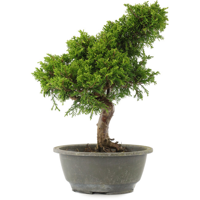 Juniperus chinensis Itoigawa, 31 cm, ± 15 ans