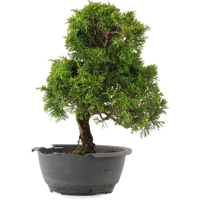 Juniperus chinensis Itoigawa, 31 cm, ± 15 años
