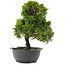 Juniperus chinensis Itoigawa, 31 cm, ± 15 ans