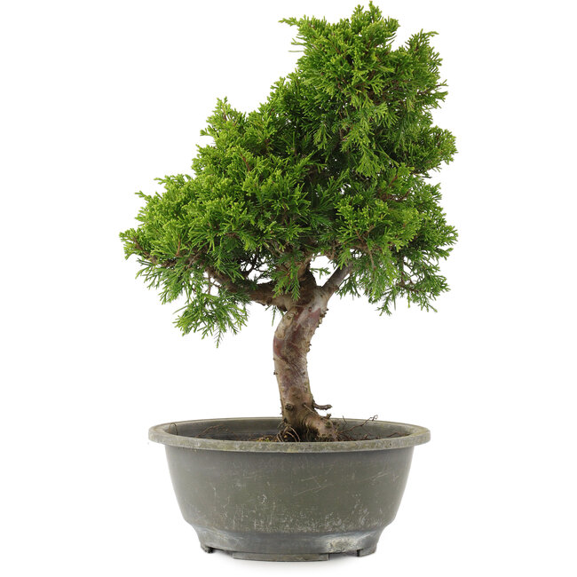 Juniperus chinensis Itoigawa, 31 cm, ± 15 Jahre alt