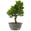 Juniperus chinensis Itoigawa, 31 cm, ± 15 jaar oud