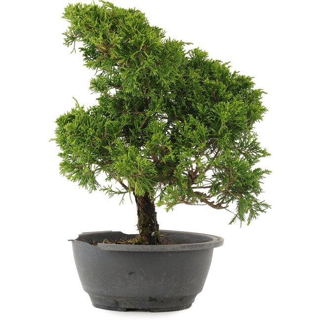 Juniperus chinensis Itoigawa, 31 cm, ± 15 ans