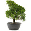 Juniperus chinensis Itoigawa, 31 cm, ± 15 jaar oud