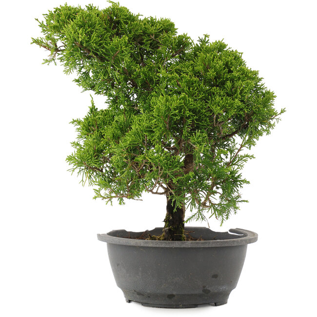 Juniperus chinensis Itoigawa, 31 cm, ± 15 jaar oud