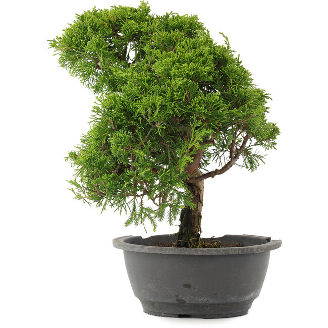 Juniperus chinensis Itoigawa, 31 cm, ± 15 ans