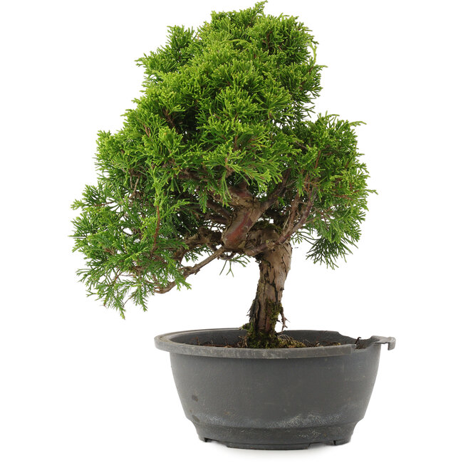 Juniperus chinensis Itoigawa, 31 cm, ± 15 ans