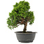 Juniperus chinensis Itoigawa, 31 cm, ± 15 anni