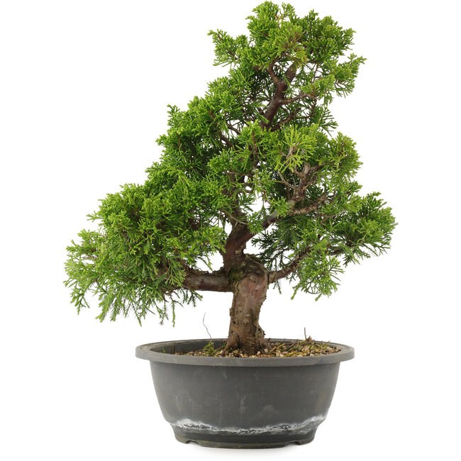 Juniperus chinensis Itoigawa, 32 cm, ± 15 jaar oud