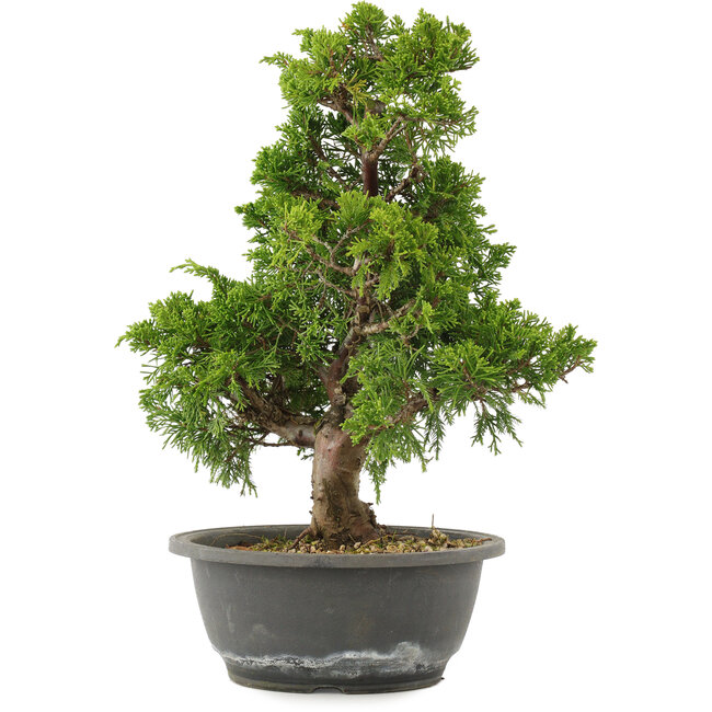 Juniperus chinensis Itoigawa, 32 cm, ± 15 anni