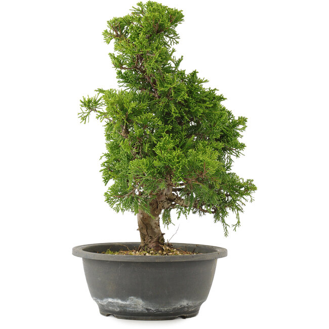 Juniperus chinensis Itoigawa, 32 cm, ± 15 años