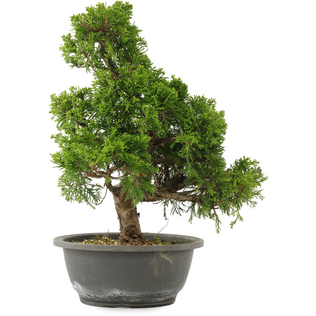 Juniperus chinensis Itoigawa, 32 cm, ± 15 anni