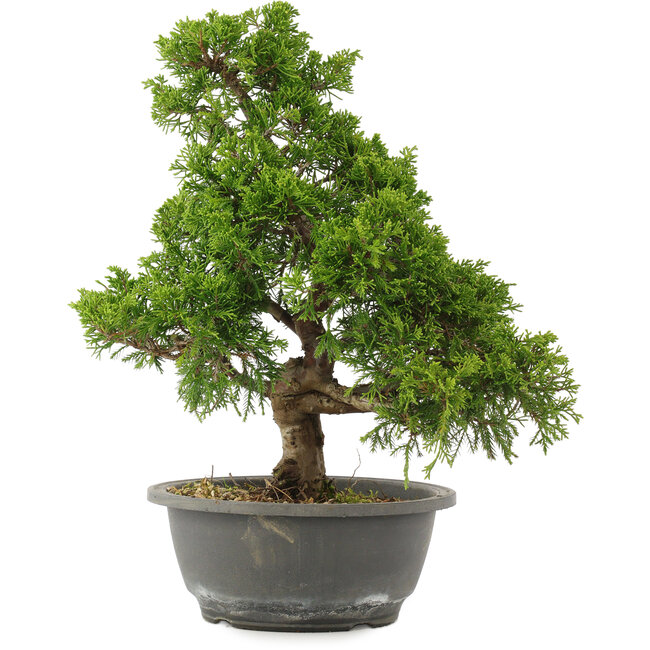 Juniperus chinensis Itoigawa, 32 cm, ± 15 años