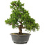 Juniperus chinensis Itoigawa, 32 cm, ± 15 Jahre alt