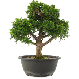 Juniperus chinensis Itoigawa, 27,5 cm, ± 15 jaar oud