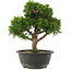 Juniperus chinensis Itoigawa, 27,5 cm, ± 15 ans